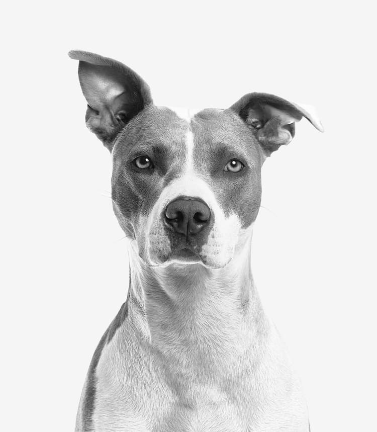 Pet Hero